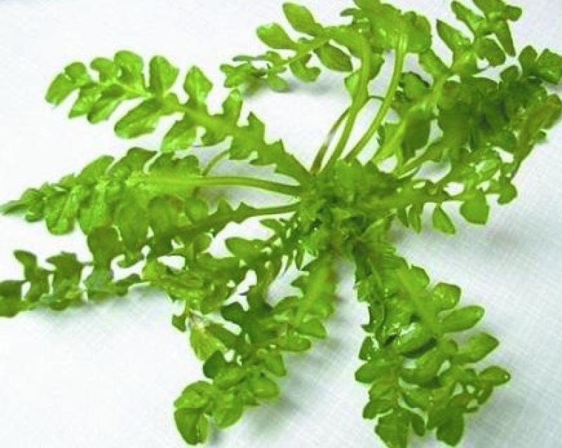 荠菜购销新鲜荠菜潍坊市荠菜野生荠菜菜多多冷链物流园