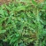 荠菜购销新鲜荠菜潍坊市荠菜野生荠菜菜多多冷链物流园