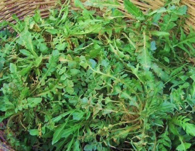 荠菜购销新鲜荠菜潍坊市荠菜野生荠菜菜多多冷链物流园