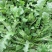 荠菜购销新鲜荠菜潍坊市荠菜野生荠菜菜多多冷链物流园
