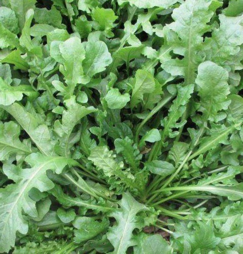 荠菜购销新鲜荠菜潍坊市荠菜野生荠菜菜多多冷链物流园
