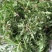 荠菜购销新鲜荠菜潍坊市荠菜野生荠菜菜多多冷链物流园