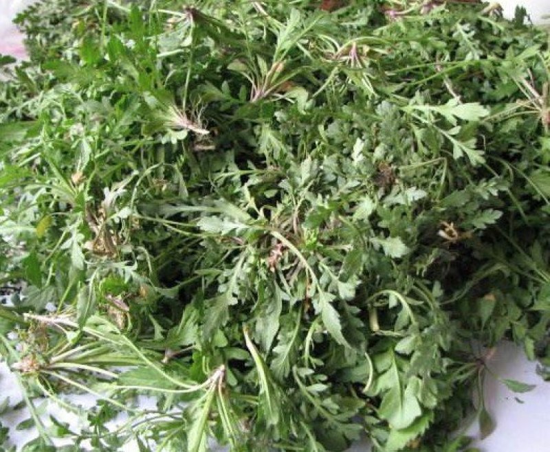 荠菜购销新鲜荠菜潍坊市荠菜野生荠菜菜多多冷链物流园