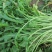 荠菜购销新鲜荠菜潍坊市荠菜野生荠菜菜多多冷链物流园