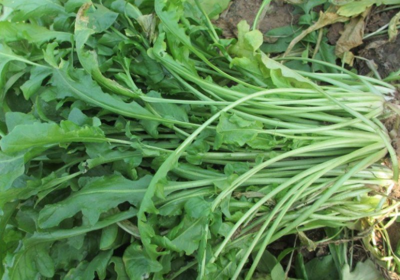 荠菜购销新鲜荠菜潍坊市荠菜野生荠菜菜多多冷链物流园