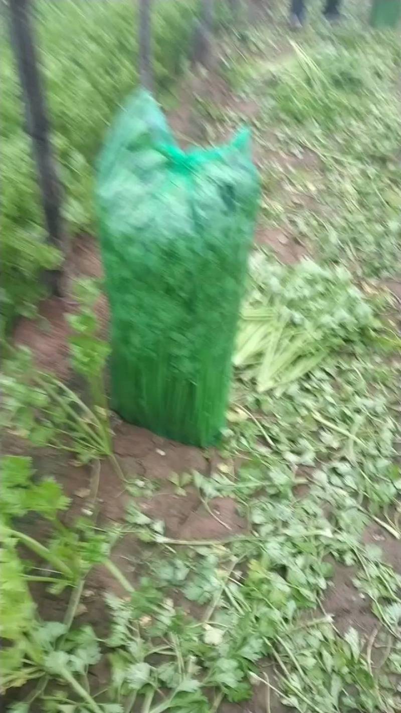 天津芹菜，叶子绿不空心没有丝，脆香可口非常好吃