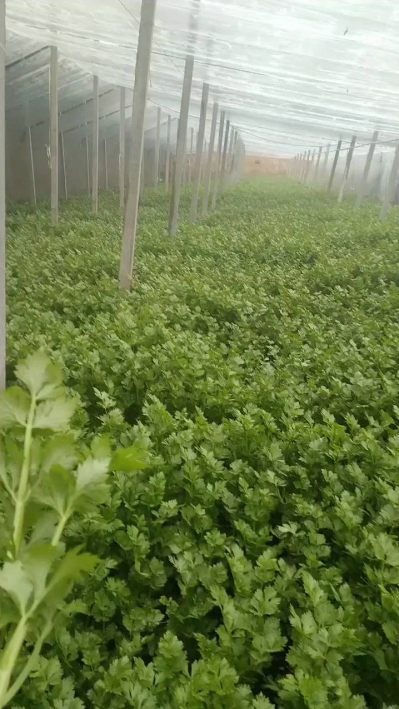 天津芹菜，叶子绿不空心没有丝，脆香可口非常好吃