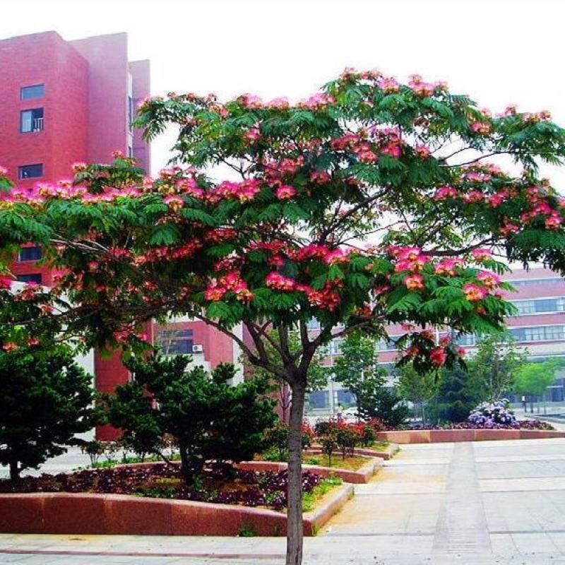 合欢树苗合欢苗绒花树苗芙蓉花树基地直销