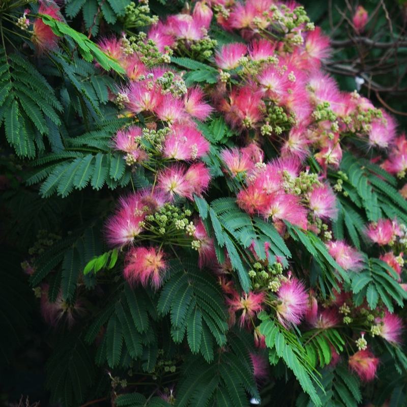 合欢树苗合欢苗绒花树苗芙蓉花树基地直销