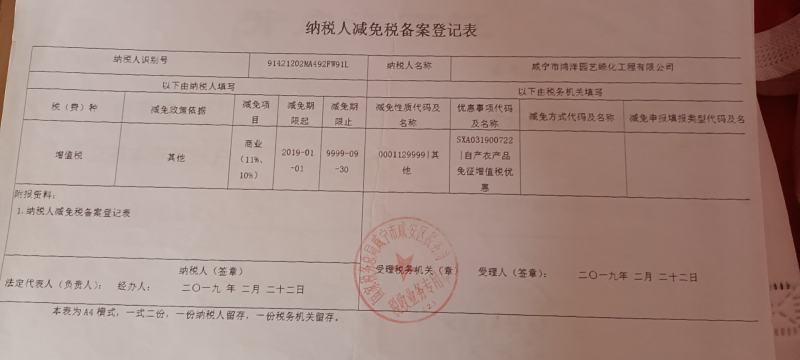 桂花，金桂，精品精修，自家苗圃一手货源，10至20公分