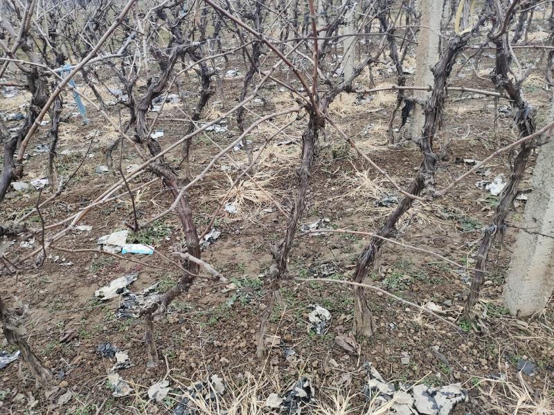 3公分左右的占地葡萄树大量供应，V架直架都有