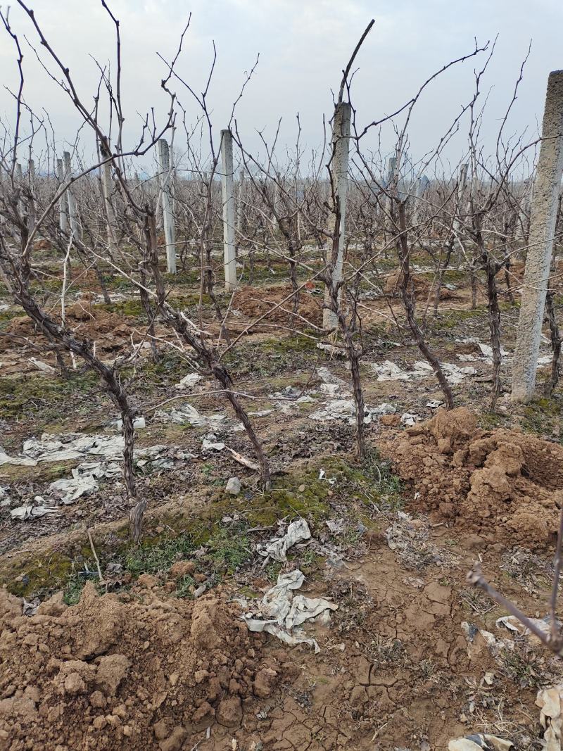 3公分左右的占地葡萄树大量供应，V架直架都有