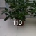 鸭脚木室内盆栽基地直销