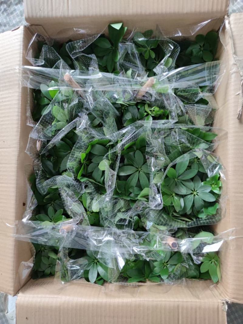 鸭脚木室内盆栽基地直销