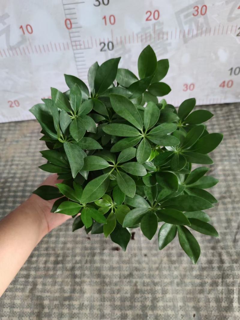 鸭脚木室内盆栽基地直销
