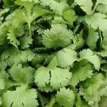 优质精品以及香菜