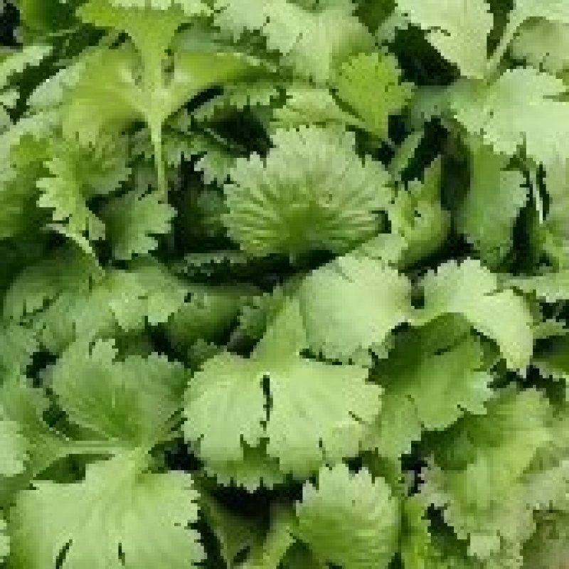 优质精品以及香菜