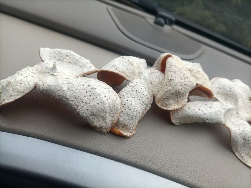 陈皮之乡湖北宜昌，当地特产陈皮含量高，欢迎各地药商来考察