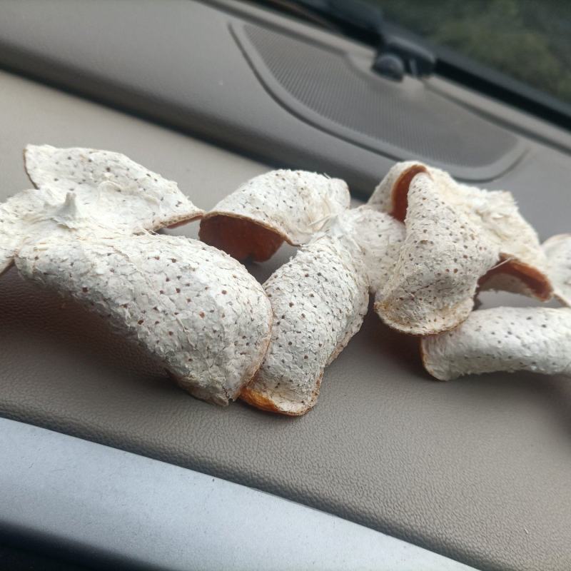 陈皮之乡湖北宜昌，当地特产陈皮含量高，欢迎各地药商来考察