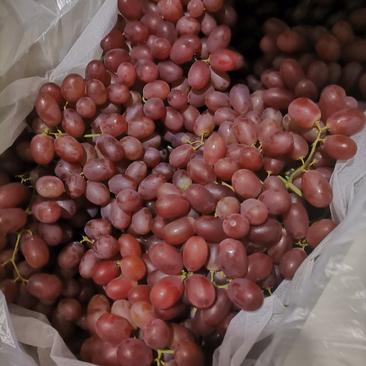本地克伦生葡萄大量供货口感好欢迎各地客商来选购