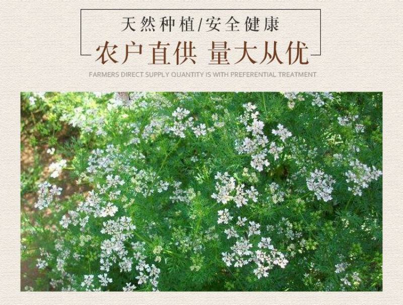 【产地直】香菜籽致味芫荽籽胡荽籽香籽可打粉整箱包邮