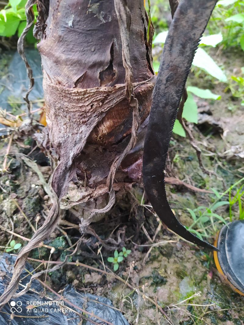 香芋种子