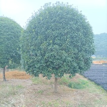 场地直供精品桂花树清场八月桂货源充足欢迎选购