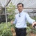 广西梧州藤县古龙镇罗马村八角嫁接苗罗马矮化高产品种