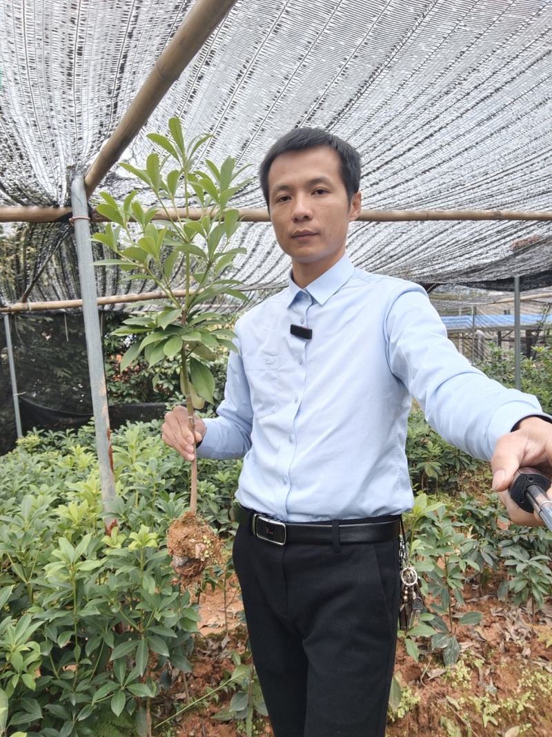 广西梧州藤县古龙镇罗马村八角嫁接苗罗马矮化高产品种