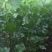 4公分速生杨，无絮杨，南林3804，南林3412