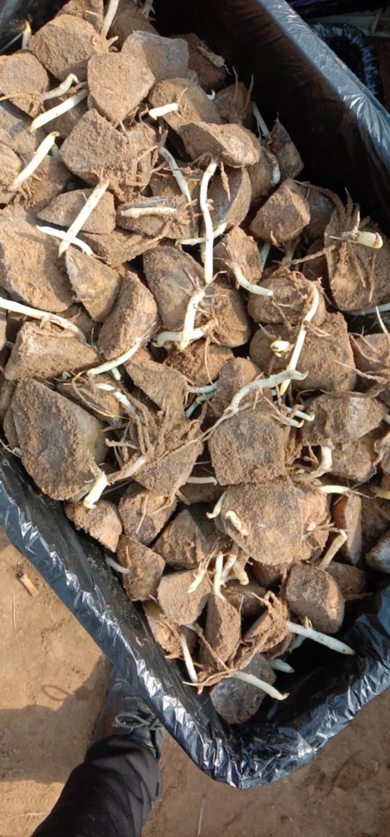 山东滕州黄皮黄心，优质高产，脱毒一级，切块发芽漫长型种薯