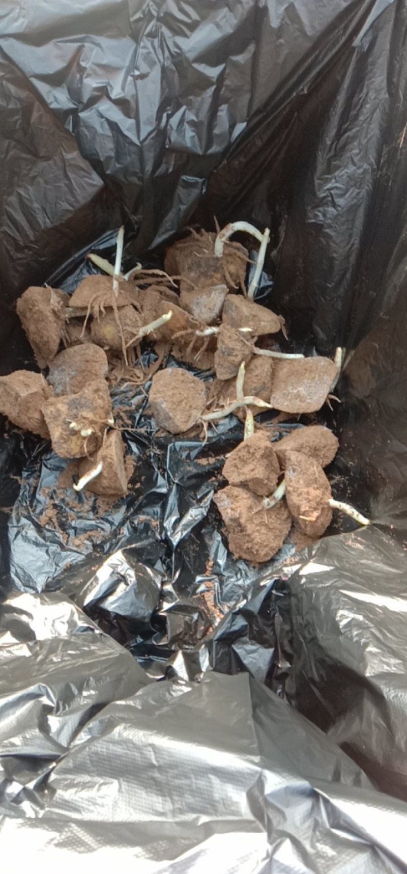 山东滕州黄皮黄心，优质高产，脱毒一级，切块发芽漫长型种薯