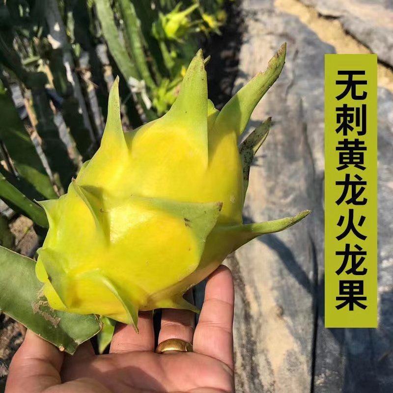 新品种无刺黄龙火龙果苗黄皮白肉当年结果适合南北