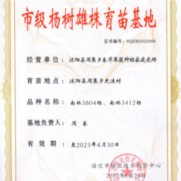 4公分清场苗速生杨，无絮杨，南林3804，南林3412