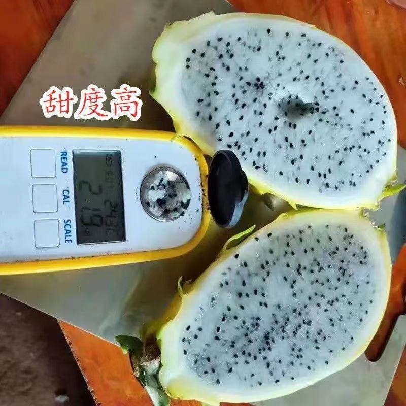 新品种无刺黄龙火龙果苗黄皮白肉当年结果适合南北