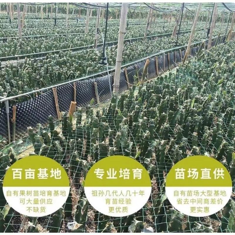 新品种无刺黄龙火龙果苗黄皮白肉当年结果适合南北