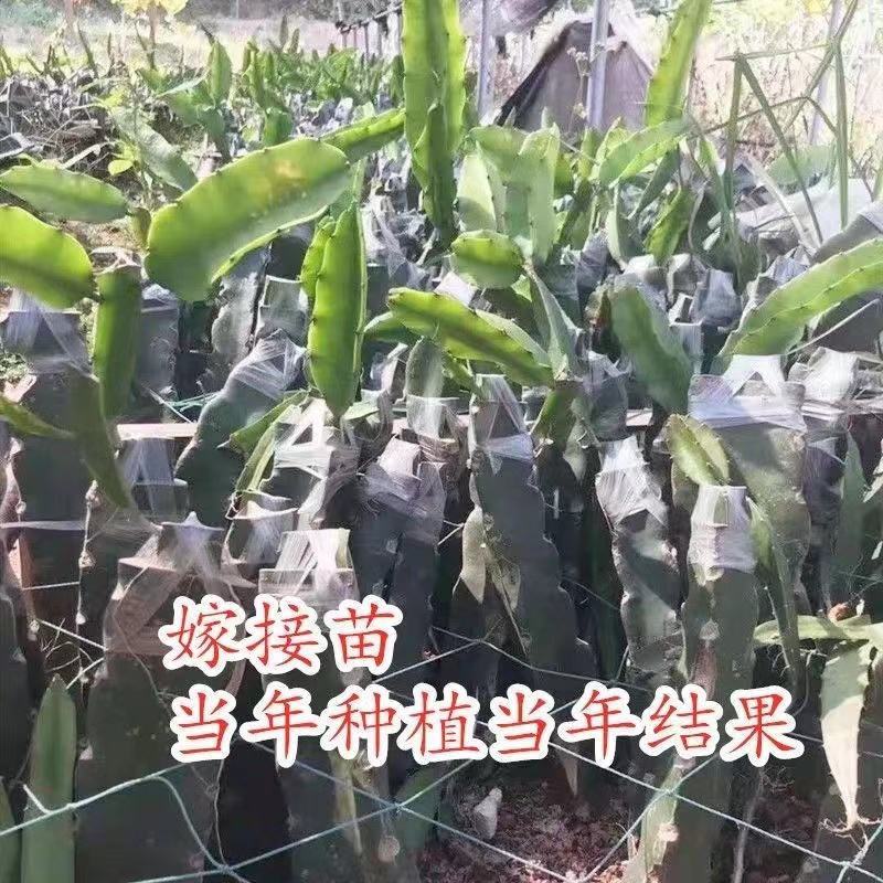 新品种无刺黄龙火龙果苗黄皮白肉当年结果适合南北