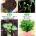 薄荷种子猫薄荷四季室内花开花易爆盆提神植物可食用香草盆栽
