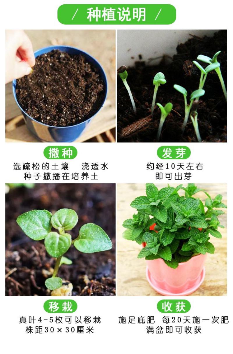 薄荷种子猫薄荷四季室内花开花易爆盆提神植物可食用香草盆栽