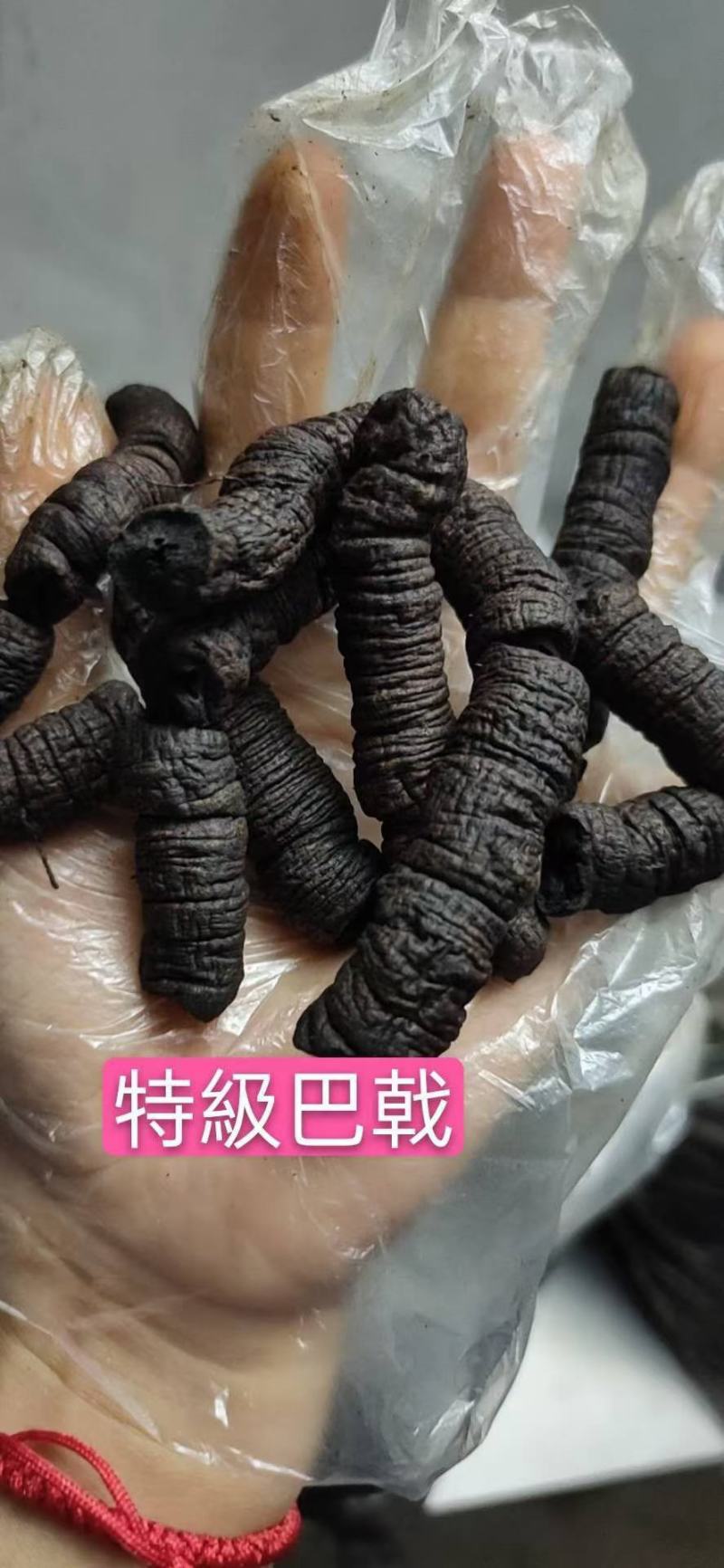 高品质正宗德庆巴戟天