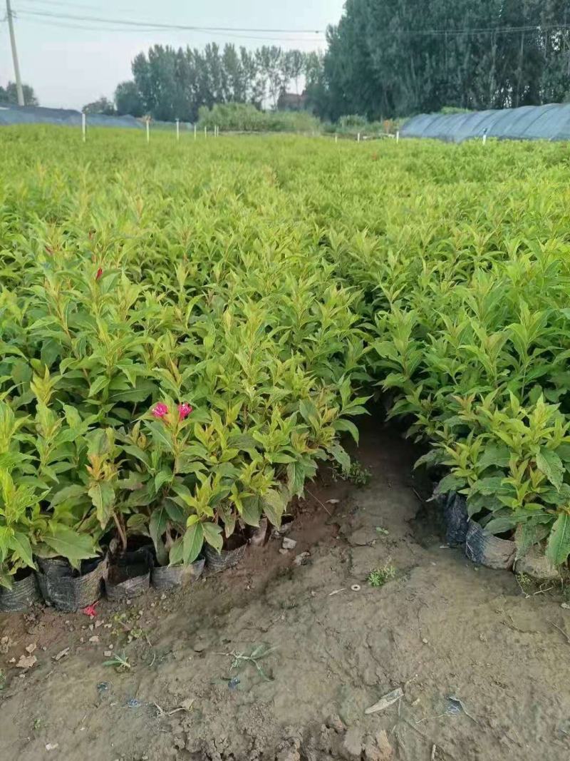 山东红王子锦带，基地直销，质量保证，各种规格的都有