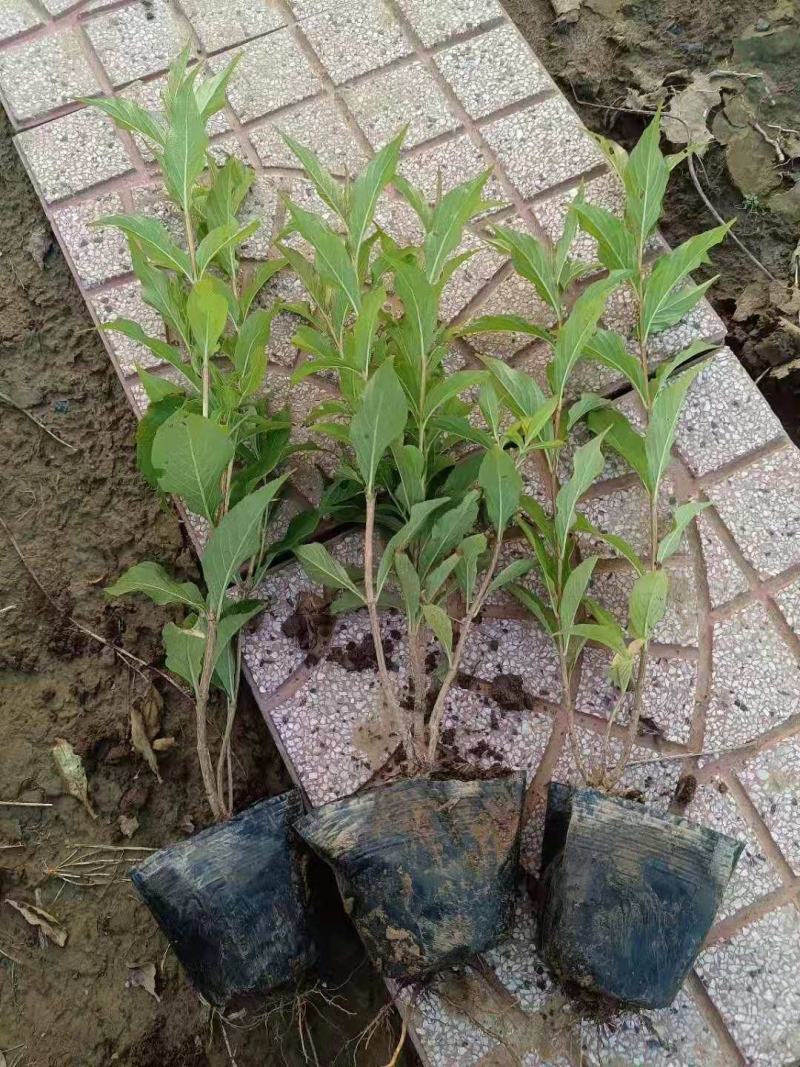 山东红王子锦带，基地直销，质量保证，各种规格的都有