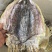 墨鱼干东鸡花鸡干货年货一斤一头淡盐