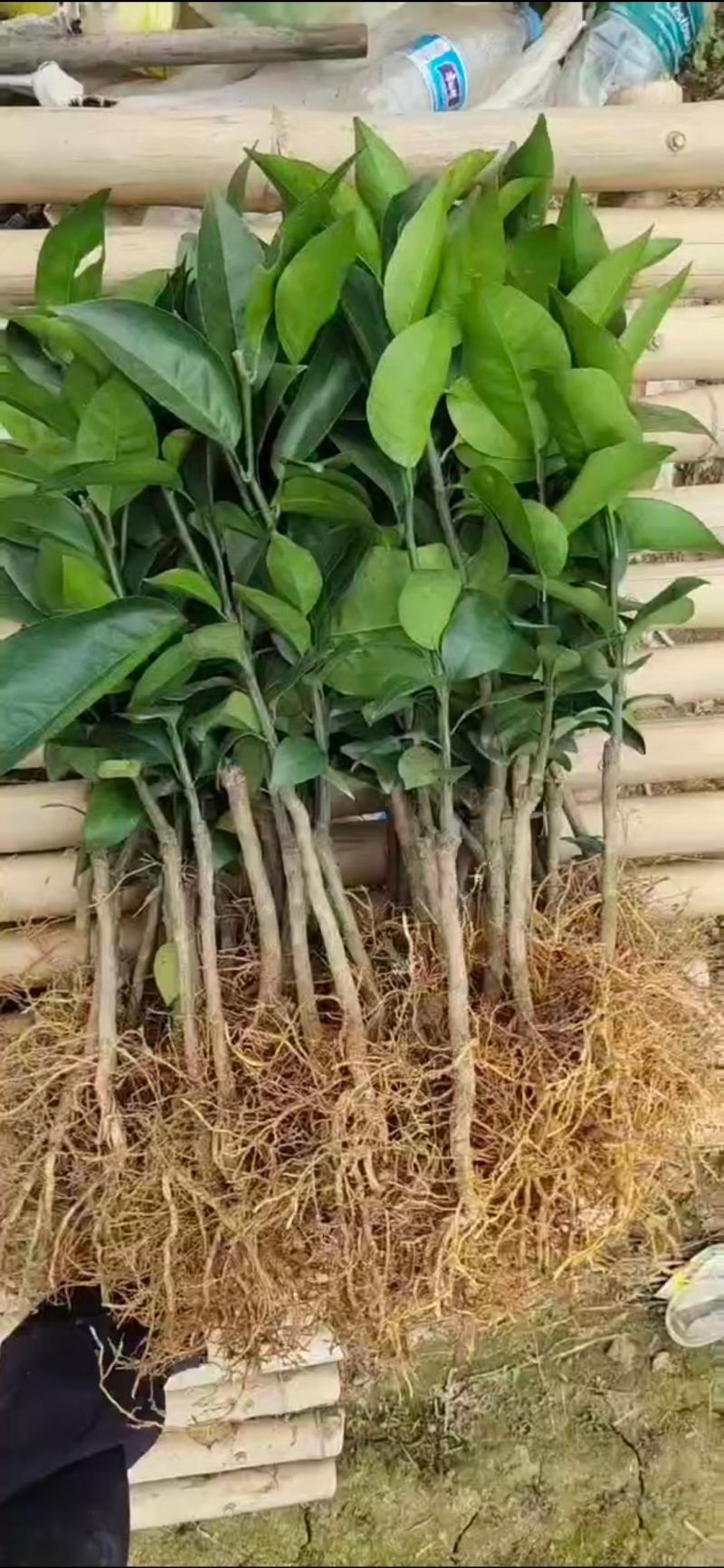 高品质正宗德庆皇帝柑苗