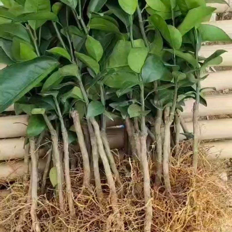 高品质正宗德庆皇帝柑苗
