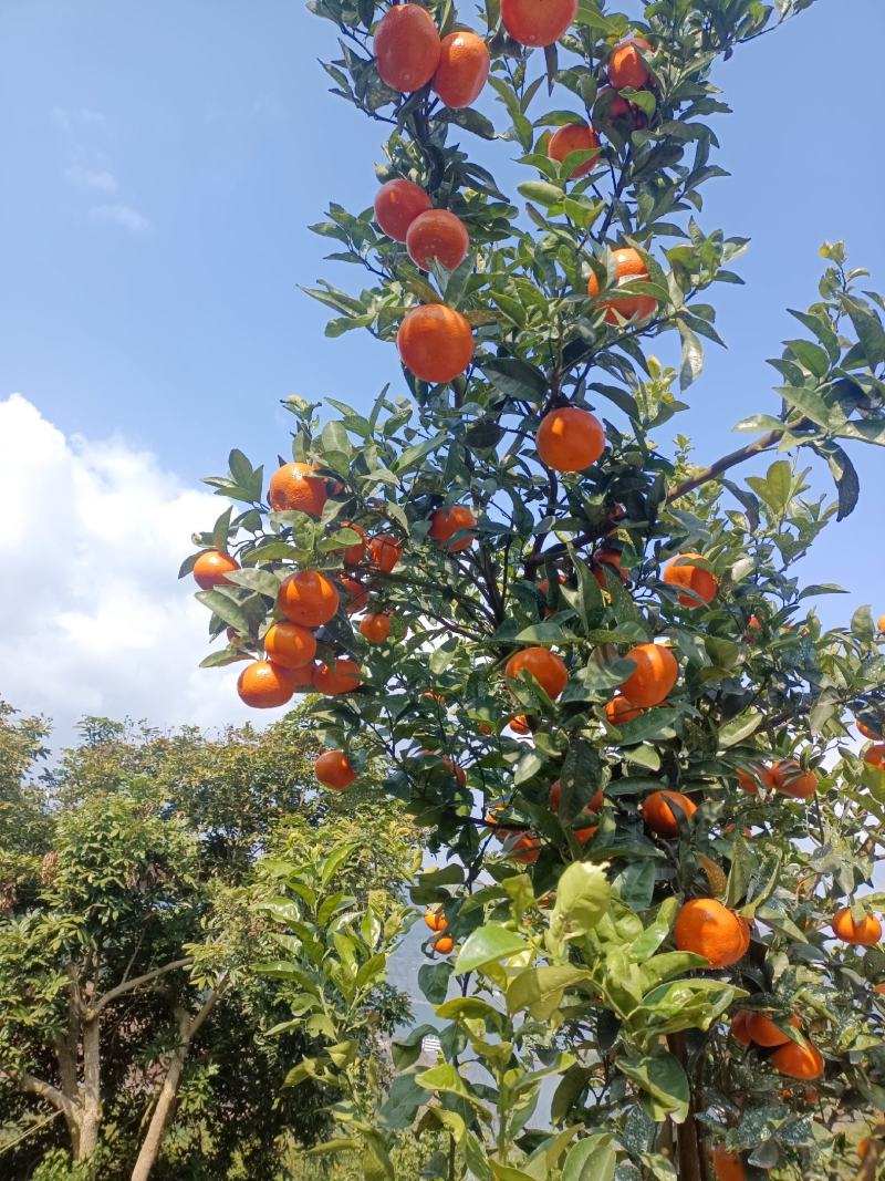 长江边的三月红，颜色好果面干净，现大量上市中……