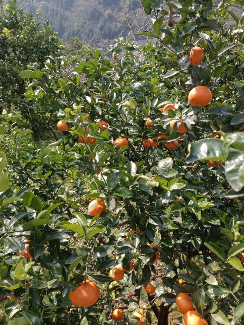 长江边的三月红，颜色好果面干净，现大量上市中……