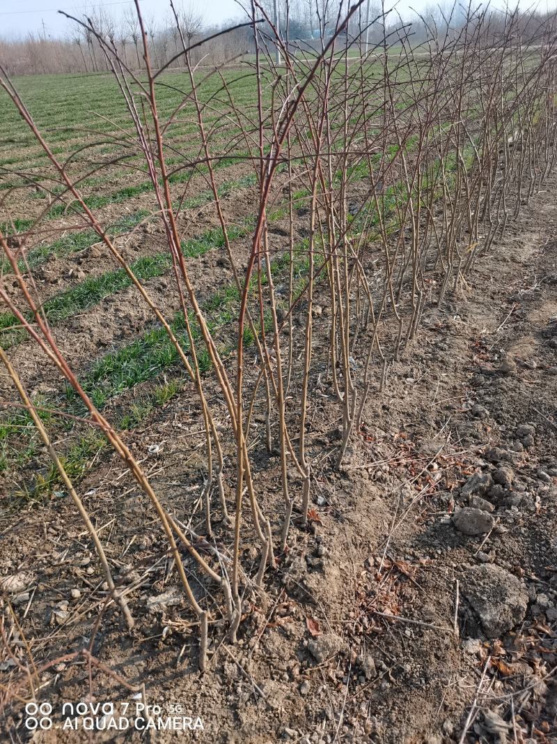 垂枝碧桃，红叶红花垂枝碧桃，河南鄢陵货源。