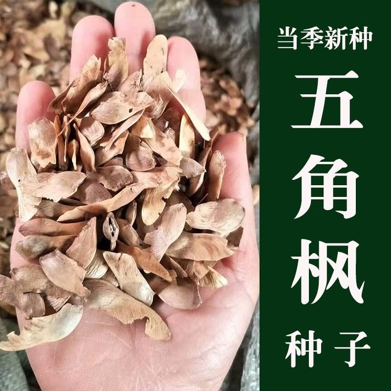 新采五角枫种子五角枫树籽绿化苗木树种子元宝枫种子元宝枫树