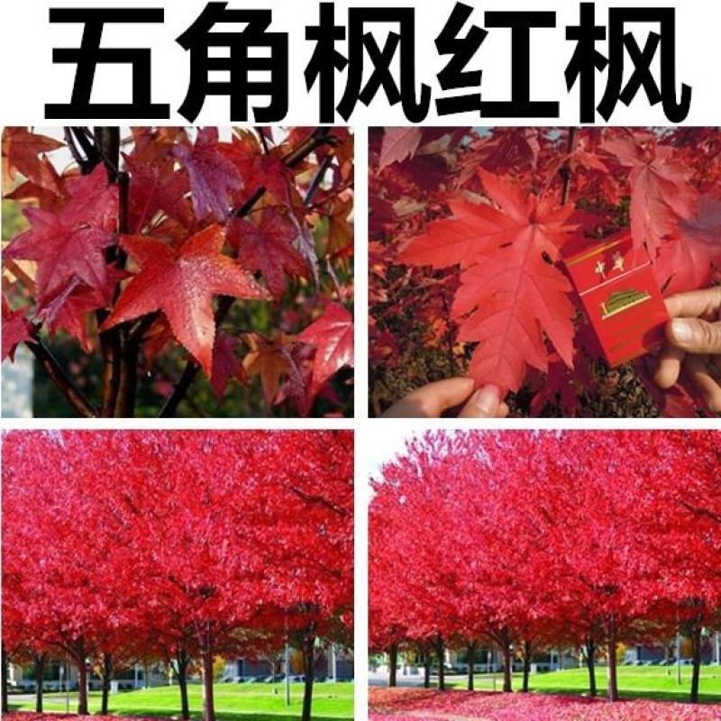 新采五角枫种子五角枫树籽绿化苗木树种子元宝枫种子元宝枫树